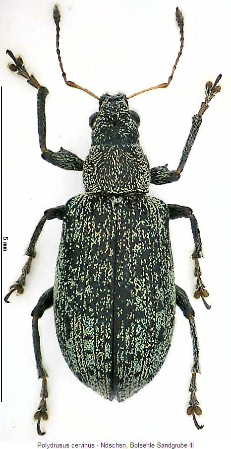 polydrusus_cervinus_hab.jpg