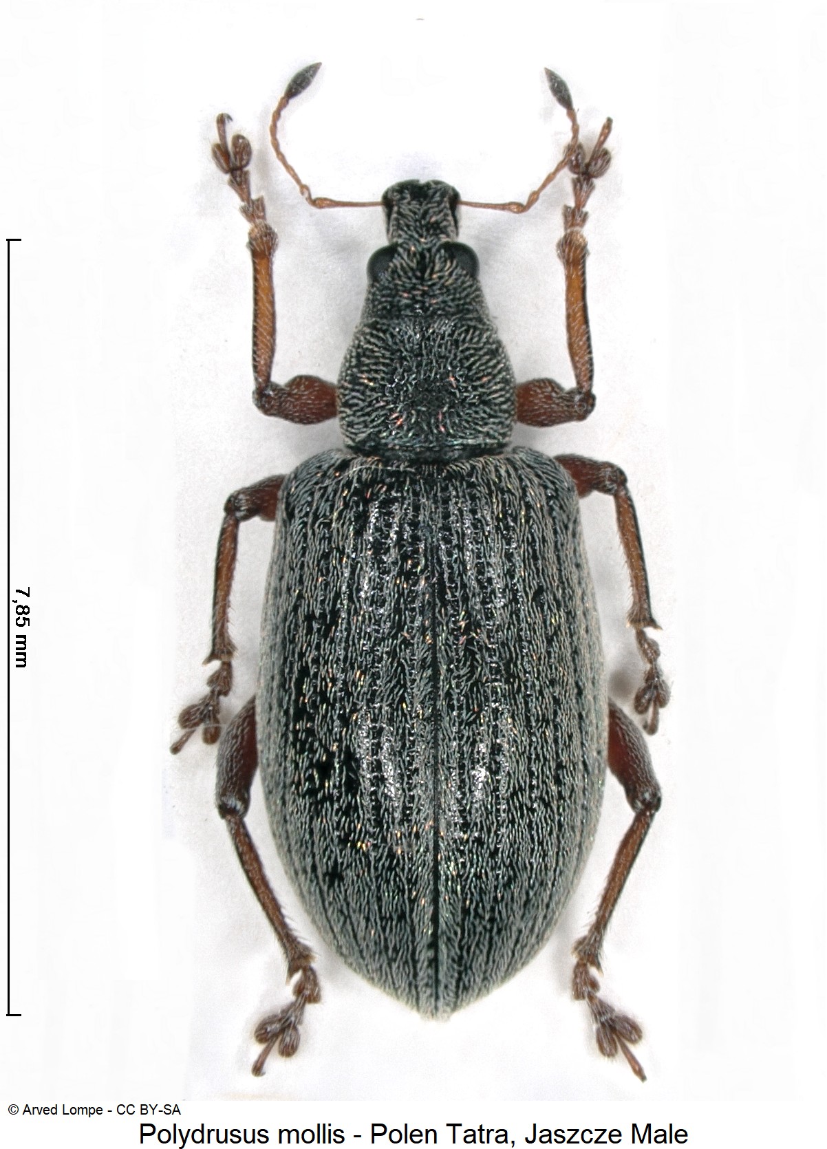 polydrusus_mollis_hab-2.jpg