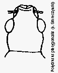 polydrusus_pterygomalis_k.gif