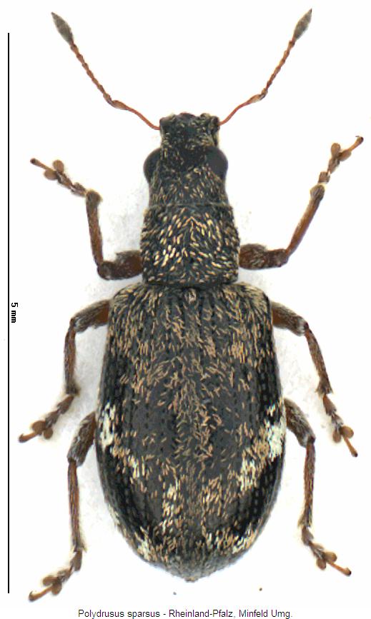 polydrusus_sparsus_hab.jpg
