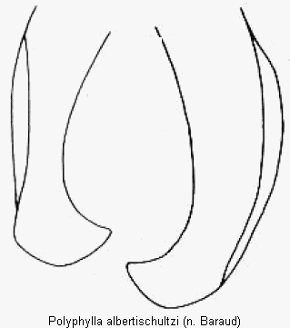 polyphylla_albertischultzi_pm.gif