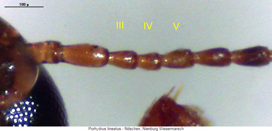 porhydrus_lineatus_f.jpg