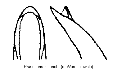 prasocuris_distincta.gif