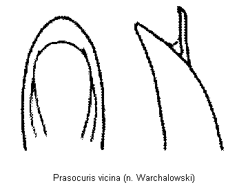 prasocuris_vicina.gif
