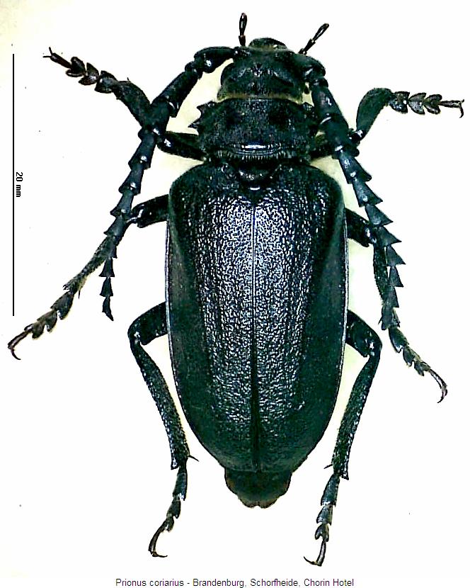 prionus_coriarius_hab.jpg