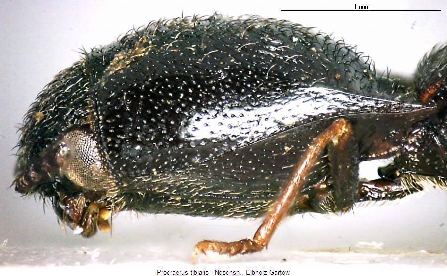 procraerus_tibialis_vk.jpg