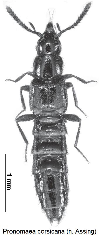pronomaea_corsicana_hab.jpg