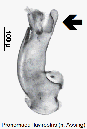 pronomaea_flavirostris.gif