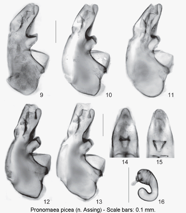 pronomaea_picea.gif