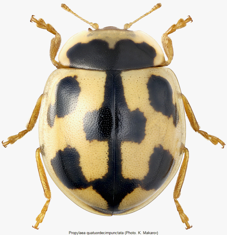 propylea_quatuordecimpunctata_hab.gif