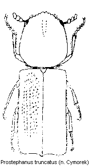 prostephanus_truncatus_hab.gif