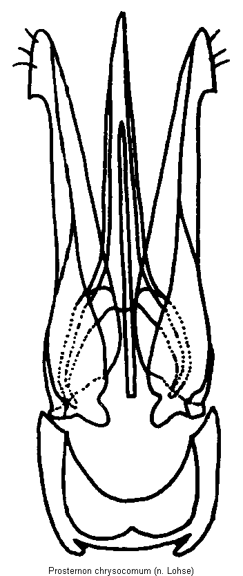 prosternon_chrysocomum.gif