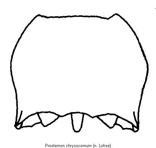 prosternon_chrysocomum_hsch.gif