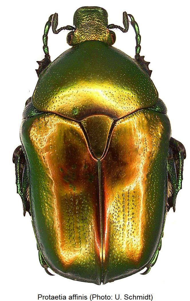 protaetia_affinis_hab.jpg