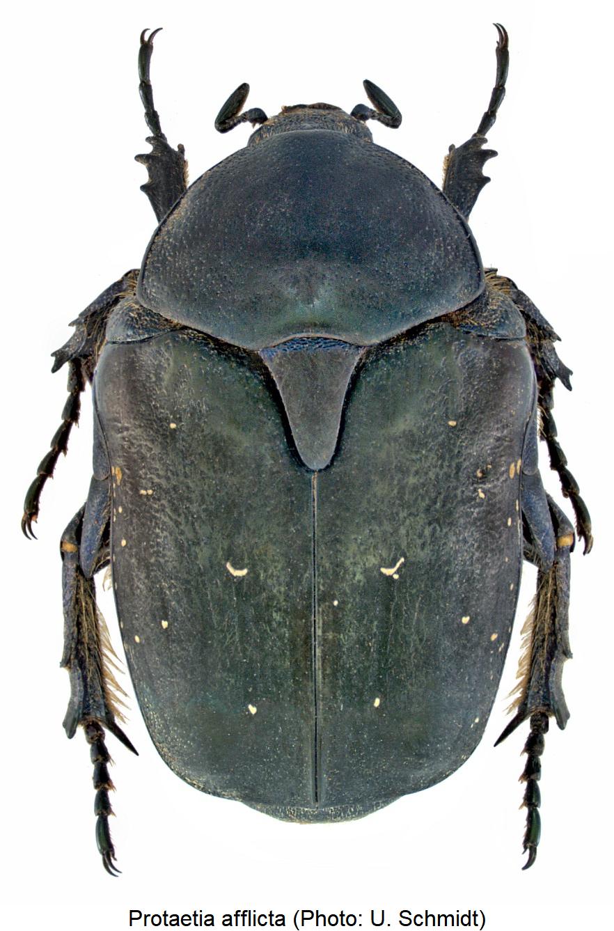 protaetia_afflicta_hab.jpg