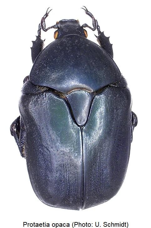 protaetia_opaca_hab.jpg