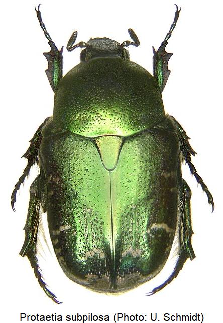 protaetia_subpilosa_hab.jpg