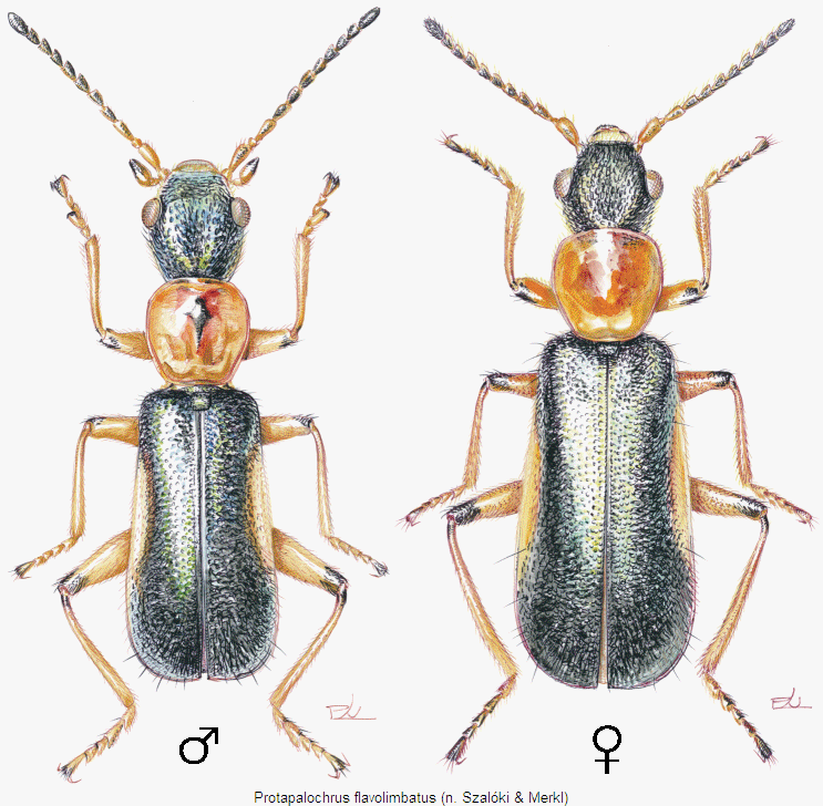 protapalochrus_flavolimbatus_hab.gif