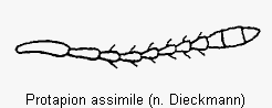 protapion_assimile_f.gif