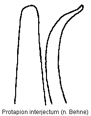protapion_interjectum.gif