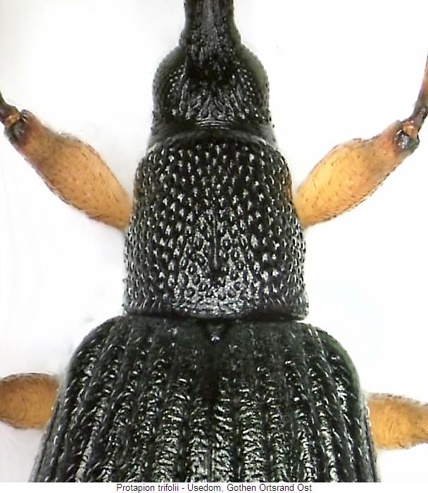 protapion_trifolii_vk.jpg