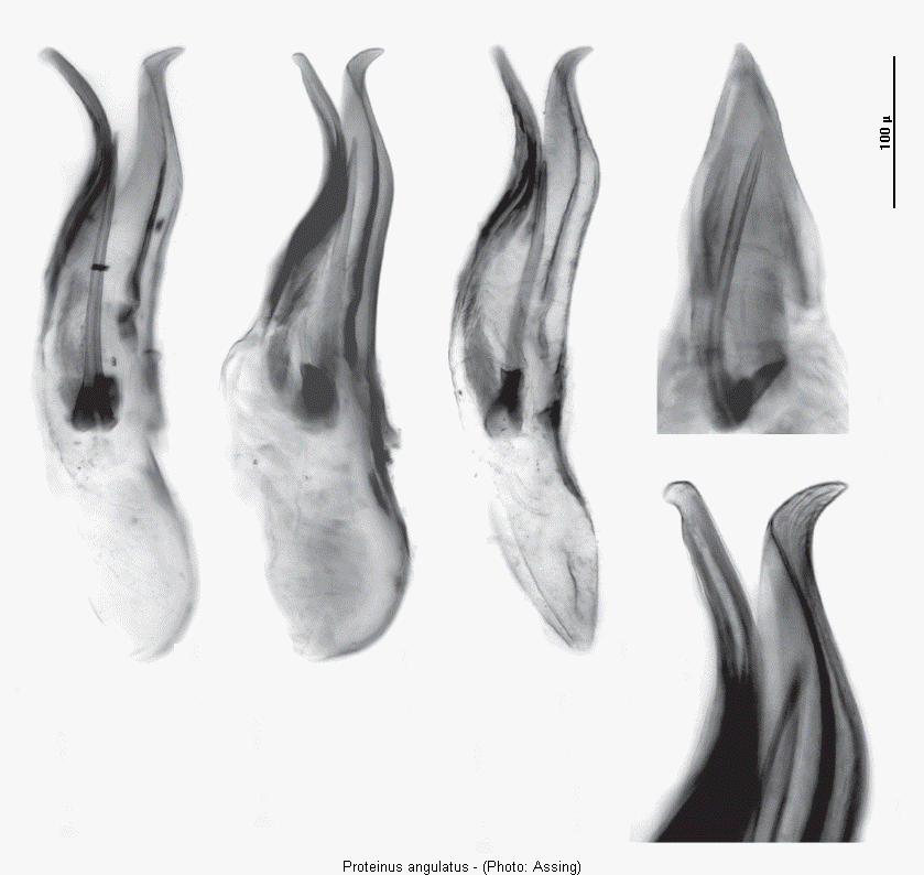 proteinus_angulatus.gif