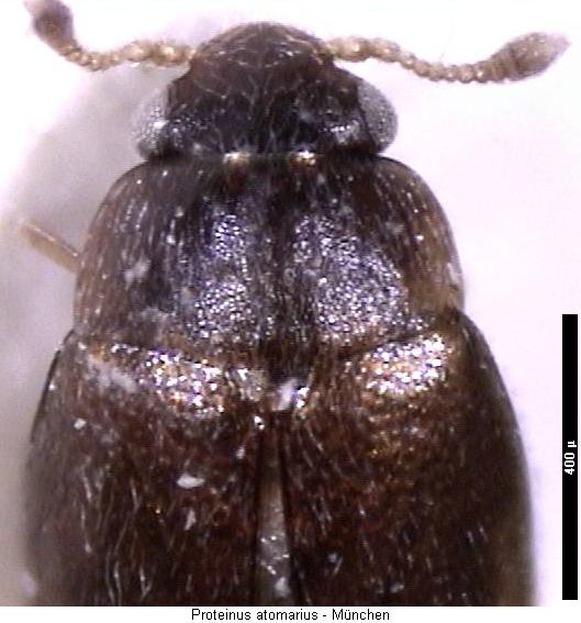 proteinus_atomarius_vk.jpg