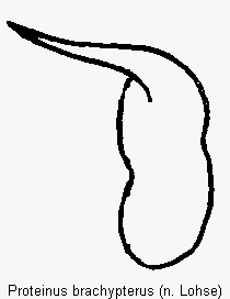 proteinus_brachypterus.gif