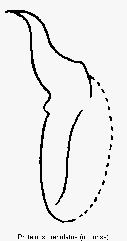 proteinus_crenulatus.gif