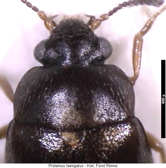 proteinus_laevigatus_vk.jpg