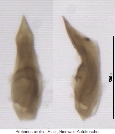 proteinus_ovalis2.jpg