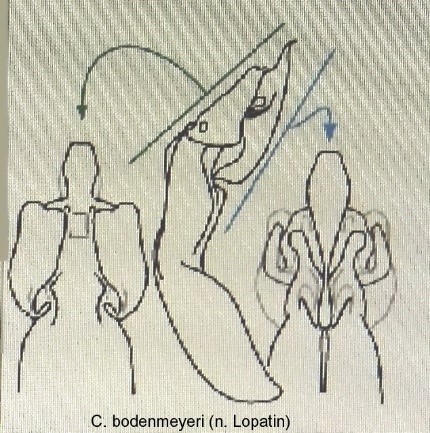 protophysus_bodemeyeri_aed.jpg