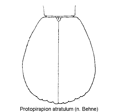 protopirapion_atratulum_fld.gif