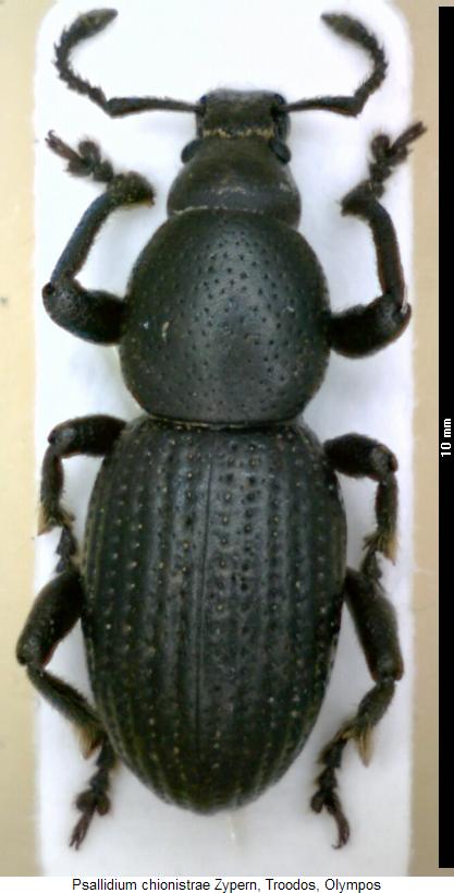 psallidium_chionistrae_hab.jpg