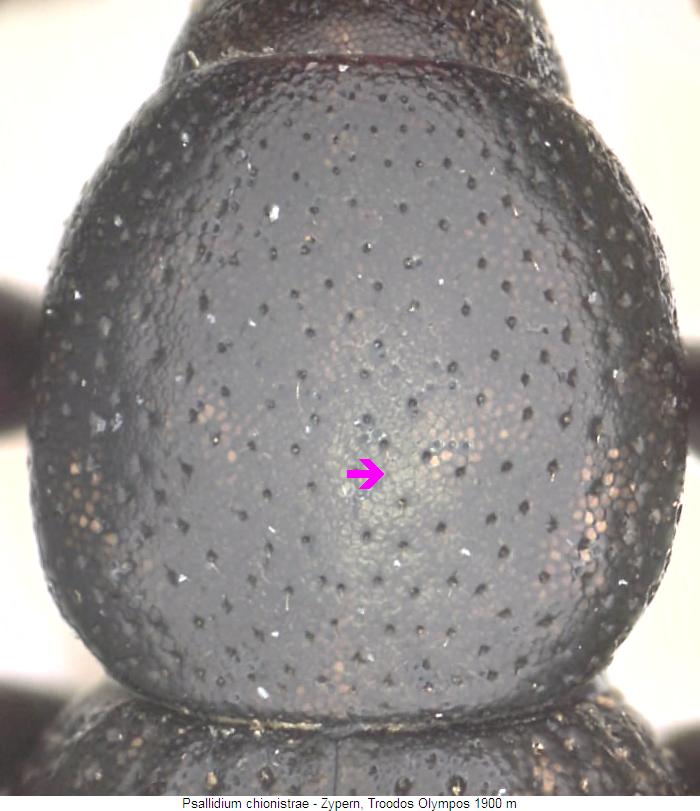 psallidium_chionistrae_hsch.jpg