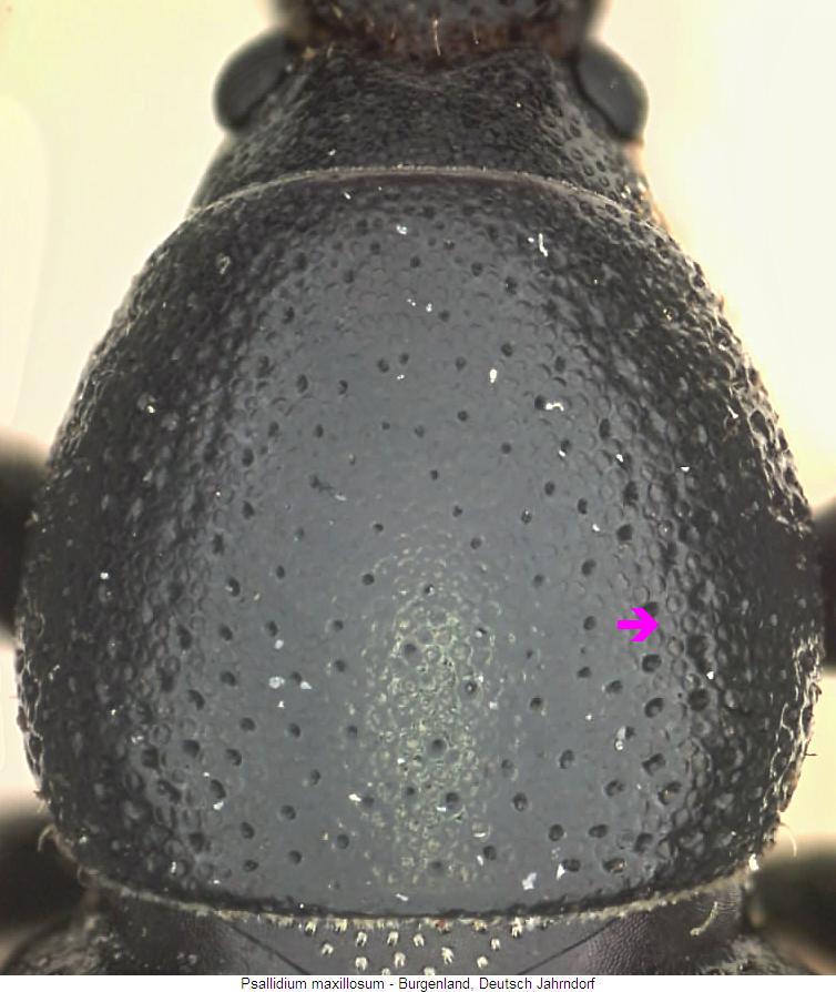 psallidium_maxillosum_hsch.jpg