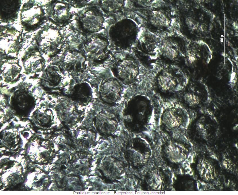 psallidium_maxillosum_os.jpg