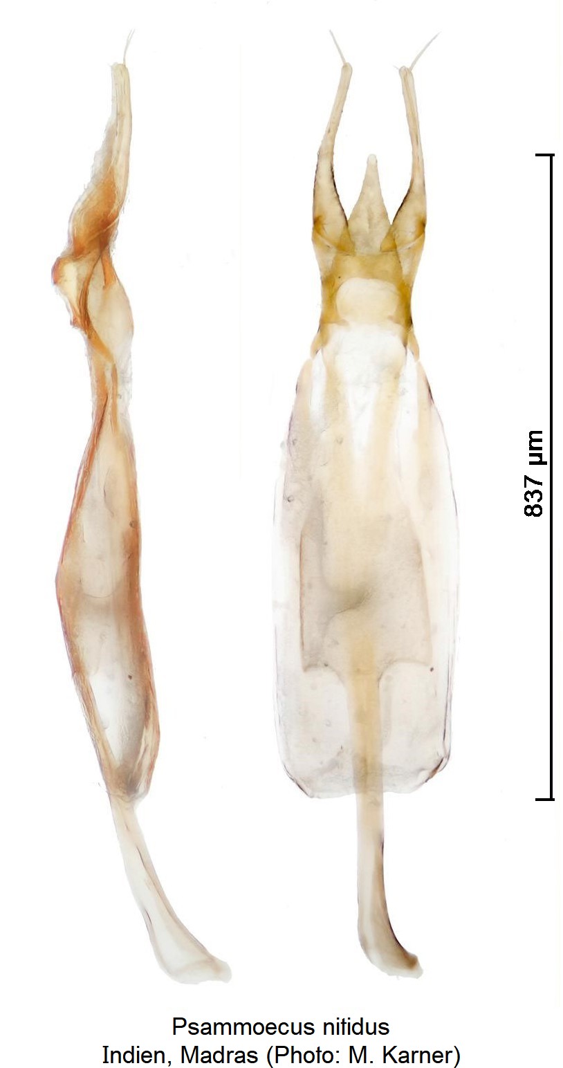 psammoecus_nitidus.jpg