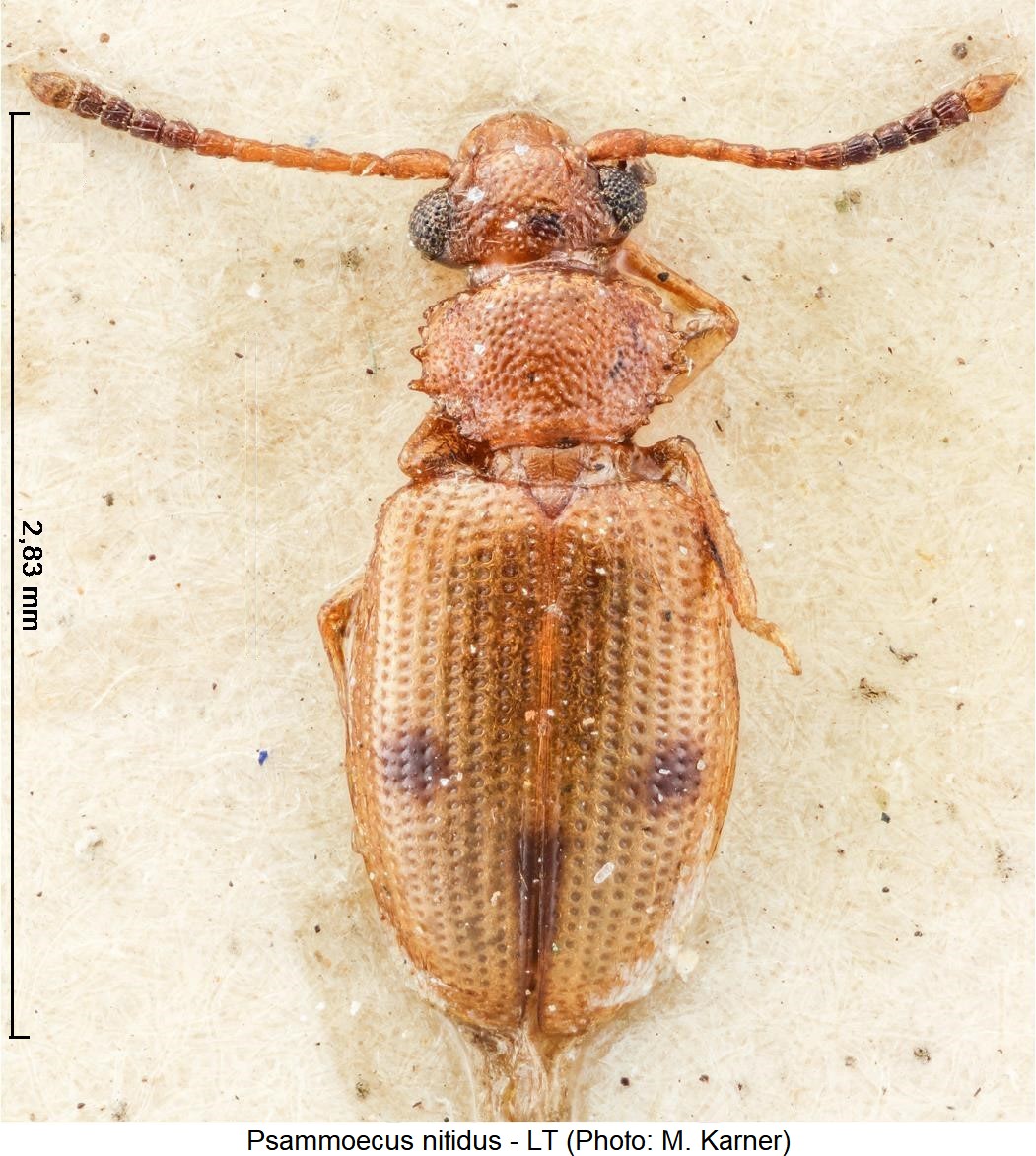 psammoecus_nitidus_hab.jpg