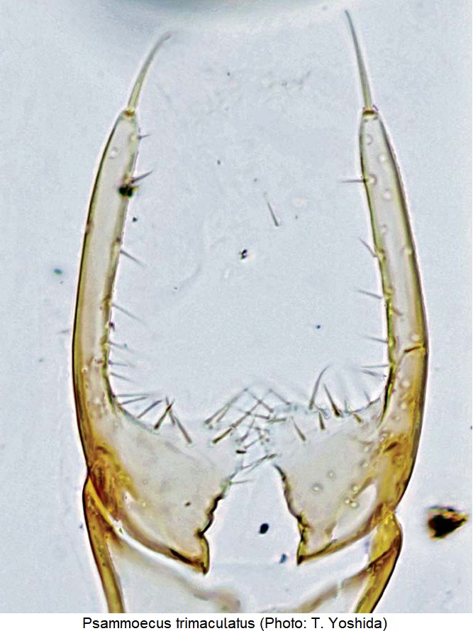 psammoecus_trimaculatus_pm.jpg