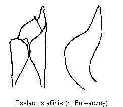 pselactus_affinis.gif