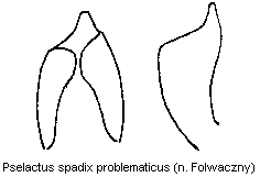 pselactus_problematicus.gif