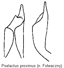 pselactus_proximus.gif