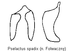 pselactus_spadix.gif