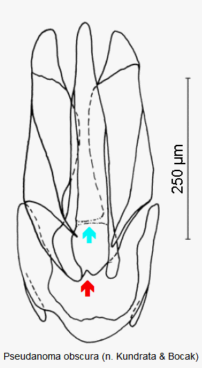 pseudanoma_obscura.gif