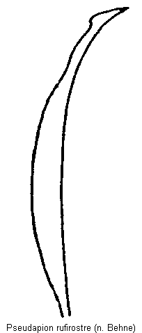 pseudapion_rufirostre.gif