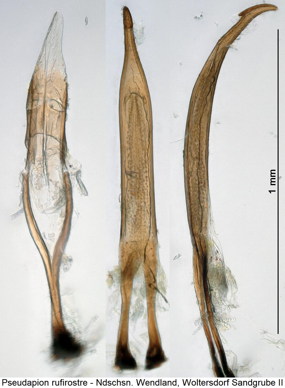 pseudapion_rufirostre.jpg