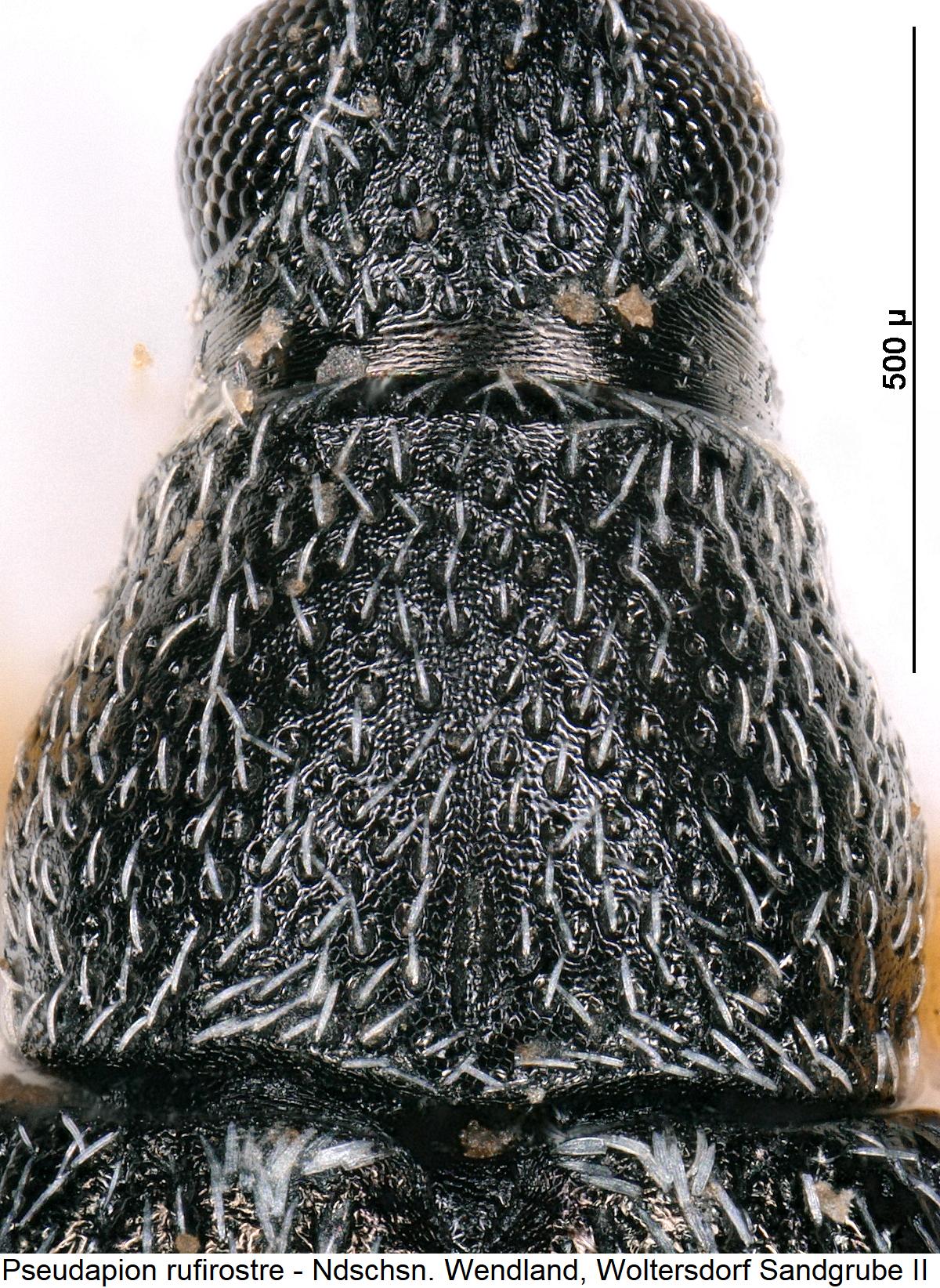 pseudapion_rufirostre_hsch.jpg