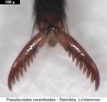 pseudocistela_ceramboides_tr.jpg