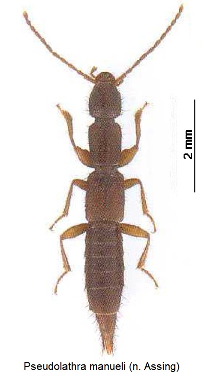 pseudolathra_manueli_hab.jpg